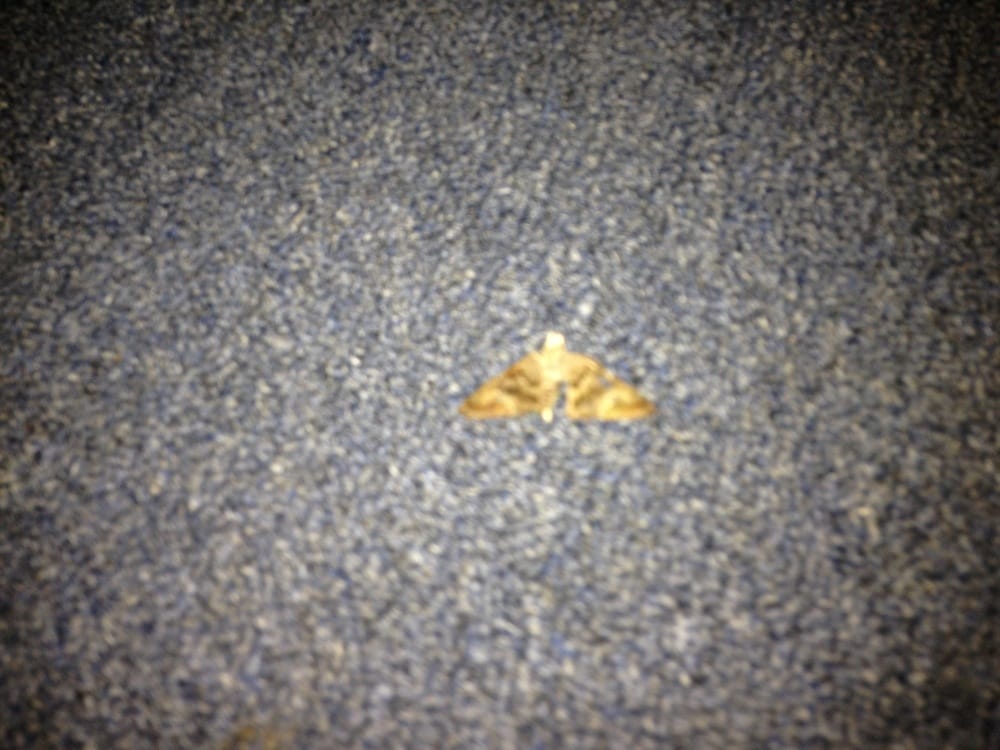 SAND BUCKET MOTEL Updated September 2024 603 N Ocean Blvd, Myrtle