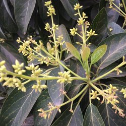 Atkins Nursery