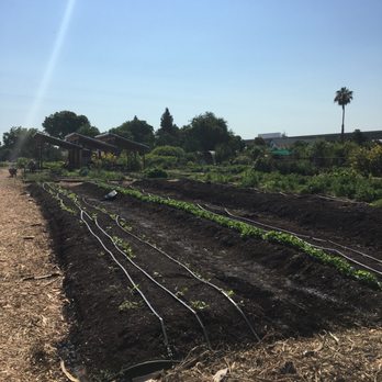 Boggs Tract Community Farm - This land is fertile, like the human mind! - Farms Near Me - Stockton, California