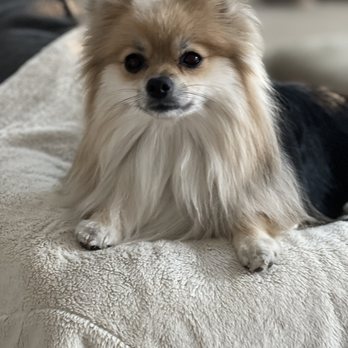 Pawsitively Elegant - Pet Groomers Near Me