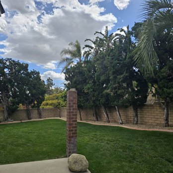 JBS Tree Care - Rear property 2 - Tree Services Near Me - Pomona, California