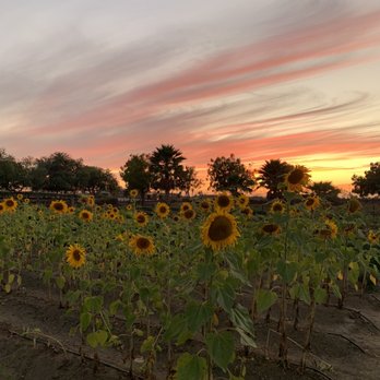 Jazamango - The farm... blissful - Mexican Near Me - Todos Santos, BCS Jazamango - The farm... blissful - Mexican Near Me - Todos Santos, BCS