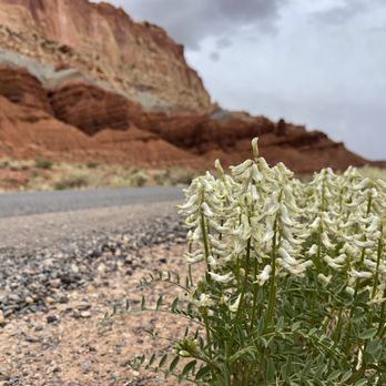 Capitol Reef National Park - Roadside flowers - Parks Near Me - Fruita, Utah