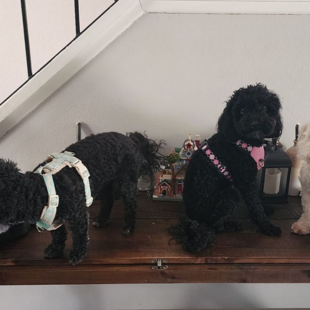 Animal Villa - Pet Sitting Near Me - Anaheim Hills, California