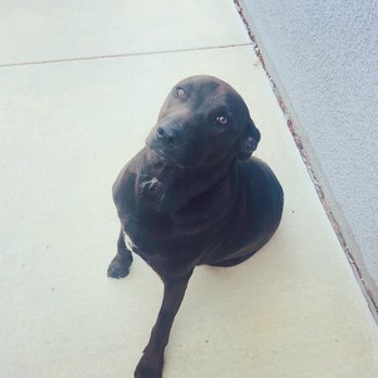 K9 Intuition Dog Training - Pet Training Near Me - Acton, California K9 Intuition Dog Training - Pet Training Near Me - Acton, California