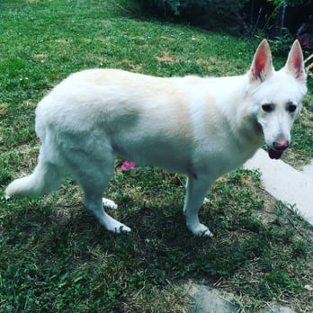 Pawsitively Clean - My girls look gorgeous and I can tell they are very happy and relieved to be rid of their winter coats. 10+ stars!!! - Pet Groomers Near Me - Golden, Colorado