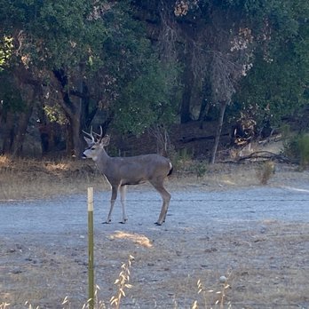 Dunning Vineyards Estate Winery - Wildlife is plenty in this area - Wineries Near Me - Paso Robles, California Dunning Vineyards Estate Winery - Wildlife is plenty in this area - Wineries Near Me - Paso Robles, California