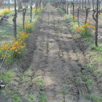 Agua Dulce Winery - spring flowers near vines - Wineries Near Me - Agua Dulce, California Agua Dulce Winery - spring flowers near vines - Wineries Near Me - Agua Dulce, California