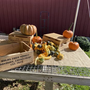 Halas Farm Market - a display of pumpkins and gourds - Fruits & Veggies Near Me - Danbury, Connecticut Halas Farm Market - a display of pumpkins and gourds - Fruits & Veggies Near Me - Danbury, Connecticut