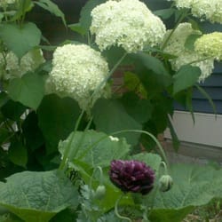 Northern Dutchess Botanical Gardens - Hydrangea and poppy