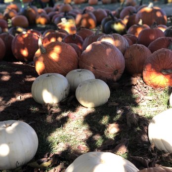 Marini Farm - a lot of pumpkins on the ground - Christmas Trees Near Me - Ipswich, Massachusetts