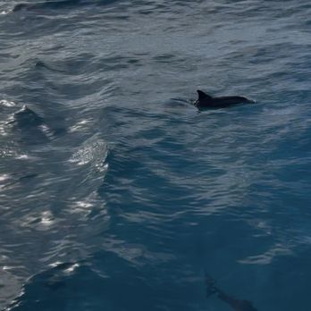 Capt Andy's - Boat Tours Near Me - Ele'ele, Hawaii