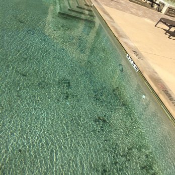 Bell South Lamar Apartments - How the pool looked most of the time they took over till when I moved out. Few months - Apartments Near Me - Austin, Texas Bell South Lamar Apartments - How the pool looked most of the time they took over till when I moved out. Few months - Apartments Near Me - Austin, Texas