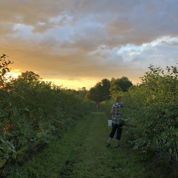 King Grove Organic Farm - Blueberries - a woman picking blueberries - Fruits & Veggies Near Me - Eustis, Florida King Grove Organic Farm - Blueberries - a woman picking blueberries - Fruits & Veggies Near Me - Eustis, Florida