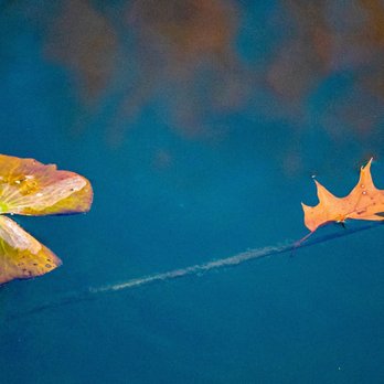 Captain Daniel Wright Woods Forest Preserve - Lilly pad and oak leaf on a small pond. - Parks Near Me - Mettawa, Illinois