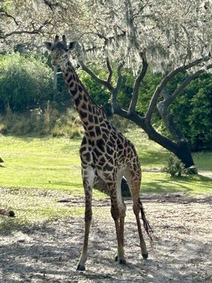 Savor the Savanna by null
