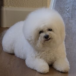 Maggie taken after her grooming Maggie taken after her grooming