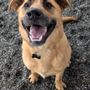 Photo of Doggy Come Play