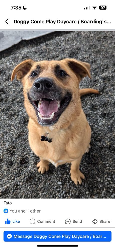 Doggy Come Play Image