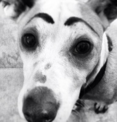 Texas VegFest by null