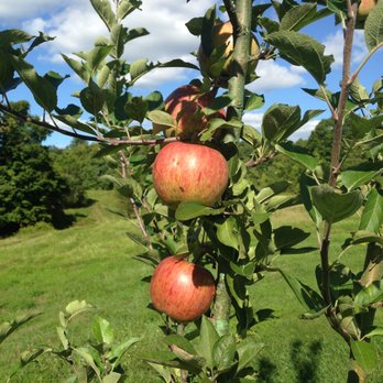 Al's Tree and Shrub Care - apples on a tree - Tree Services Near Me Al's Tree and Shrub Care - apples on a tree - Tree Services Near Me