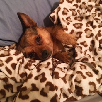 Kate's Rescue For Animals - I mean, look how cute he is?!!! - Community Service/Non-Profit Near Me Kate's Rescue For Animals - I mean, look how cute he is?!!! - Community Service/Non-Profit Near Me