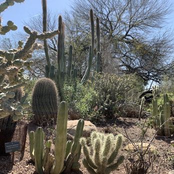 Desert Botanical Garden - Botanical Gardens Near Me - Phoenix, Arizona Desert Botanical Garden - Botanical Gardens Near Me - Phoenix, Arizona