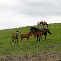 Moonshine Lodge Equestrian Centre