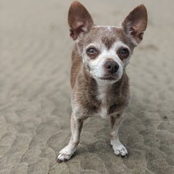 Agate Bay Animal Hospital - Mary the Mountain Chihuahua