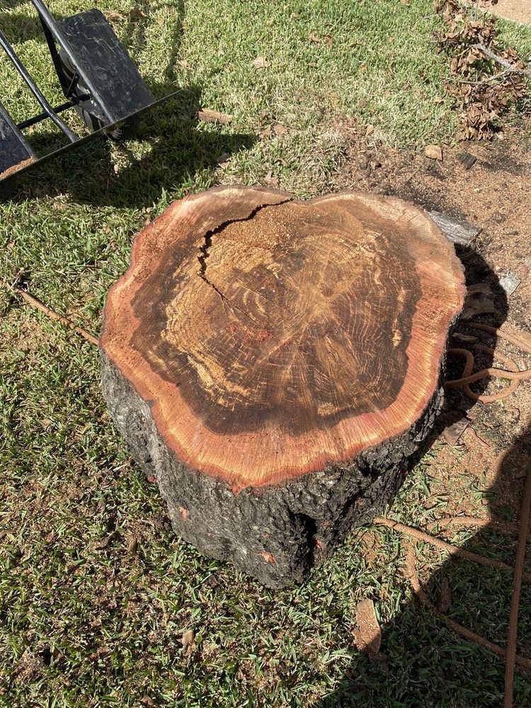 Arbor Pro The Tree Experts - tree service in Houston, TX