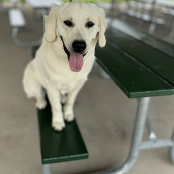 Off Leash K9 Training - Place! Helix sitting in a picnic bench, practicing "place!" - Pet Training Near Me