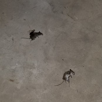 LunsPro Inspection Group - Dead mice that had been there a week before repairs - they didn't clean though the sellers paid them to. - Home Inspectors Near Me - Cumming, Georgia LunsPro Inspection Group - Dead mice that had been there a week before repairs - they didn't clean though the sellers paid them to. - Home Inspectors Near Me - Cumming, Georgia