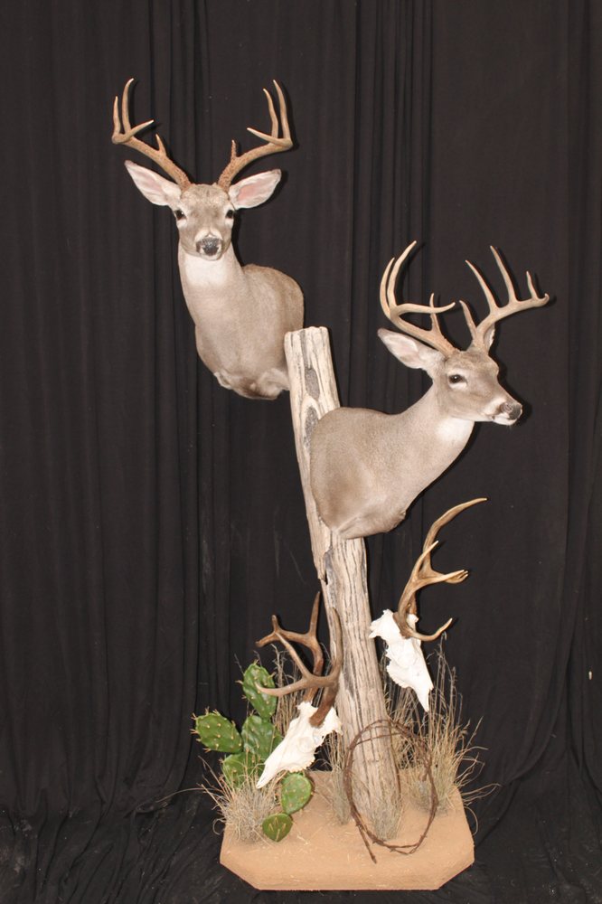 Southwest Wildlife Taxidermy - taxidermy in Scottsdale, AZ