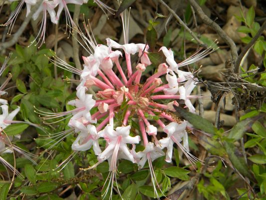 Wild Azalea Trailhead by null