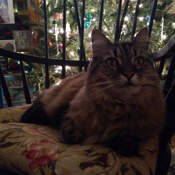 Two Sisters Pet Sitting - Mitzi - Pet Sitting Near Me