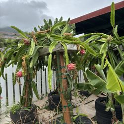 Puʻuhonua Farms - Dragon fruit