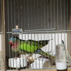 Marché aux fleurs et Aux Oiseaux Cité - Armes kleines Geschöpf
