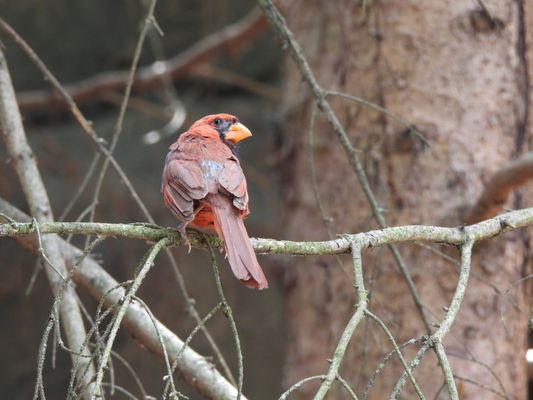 Cincinnati Zoo & Botanical Garden by null