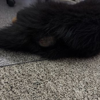 Stone Mountain Pet Lodge - Xenia - My puppy's wound - Pet Training Near Me - Brooklyn Park, Minnesota