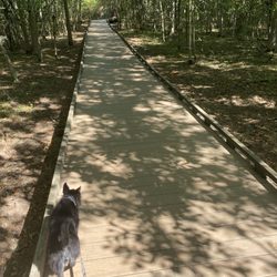 Boardwalk over a wetland area, kinda maze-like
