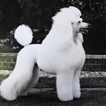 All Breed Dog Grooming - Pet Groomers Near Me - Prior Lake, Minnesota All Breed Dog Grooming - Pet Groomers Near Me - Prior Lake, Minnesota