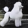 Photo of All Breed Dog Grooming