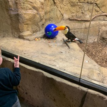 Rainforest Adventures - Zoos Near Me - Sevierville, Tennessee Rainforest Adventures - Zoos Near Me - Sevierville, Tennessee