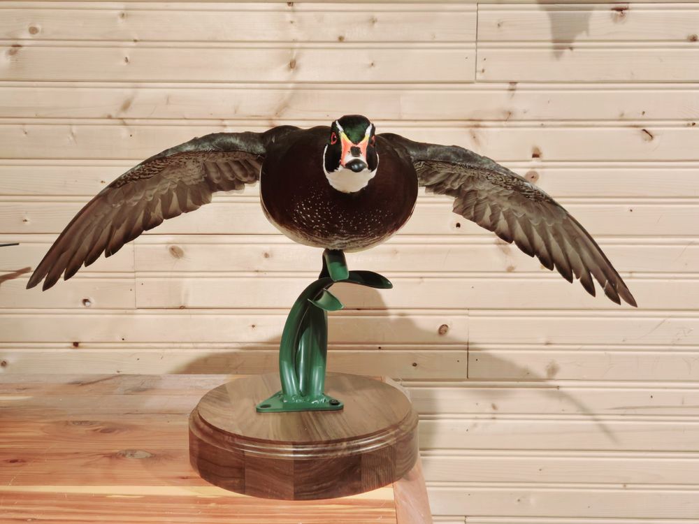 Top Shelf Taxidermy - taxidermy in Zeeland, MI