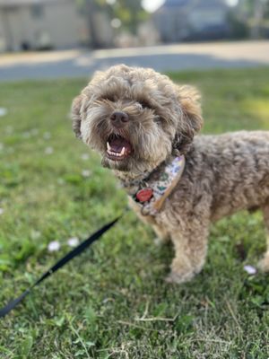 PAWS Chicago by null