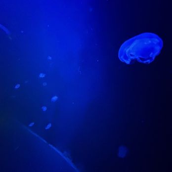 New York Aquarium - Moon jellyfish tank - Zoos Near Me - Brooklyn, New York New York Aquarium - Moon jellyfish tank - Zoos Near Me - Brooklyn, New York