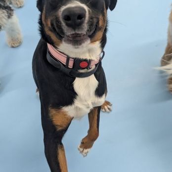 Biscuits & Bath - Financial District - Pet Boarding Near Me - New York, New York