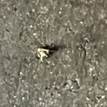 Pelon's Baja Grill - The roach in our food - Mexican Near Me - Norfolk, Virginia Pelon's Baja Grill - The roach in our food - Mexican Near Me - Norfolk, Virginia