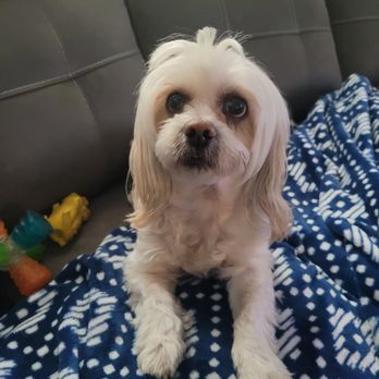 Doggie Dos - Kotton has been coming here since 2019 and after a day at Doggie's Do's he prances all day long. We drive from Rancho Penasquitos. - Pet Groomers Near Me - La Mesa, California Doggie Dos - Kotton has been coming here since 2019 and after a day at Doggie's Do's he prances all day long. We drive from Rancho Penasquitos. - Pet Groomers Near Me - La Mesa, California