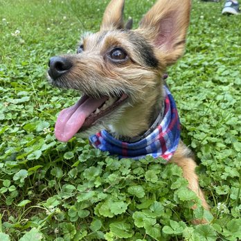 Petco - rocket man loves Alaina! - Pet Training Near Me - Avon, Connecticut